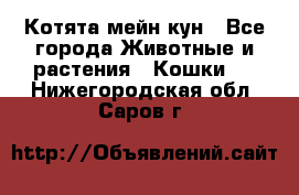 Котята мейн кун - Все города Животные и растения » Кошки   . Нижегородская обл.,Саров г.